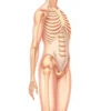 A medical illustration showing the left side of a human body with partial paralysis, depicting weakened or immobile left arm and leg, while the right side remains normal, in a neutral anatomical pose, soft lighting, educational context, no text or labels